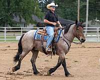 beginner-quarter-horse