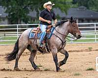 ranch-quarter-horse