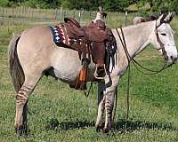 quarter-horse