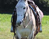 beginner-safe-quarter-horse