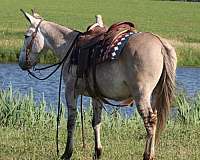 draft-quarter-horse