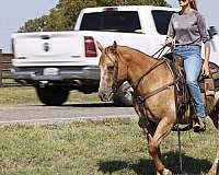 appaloosa-quarter-horse