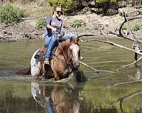 husband-safe-quarter-horse