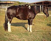 black-tobiano-horse