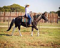 beginner-safe-quarter-horse