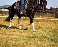 ranch-work-quarter-horse