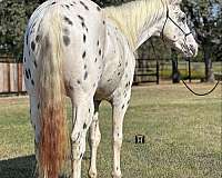 black-tobiano-horse