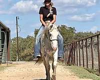 ranch-work-quarter-horse