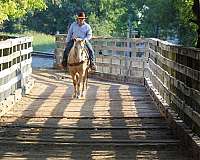 ranch-work-quarter-horse