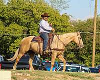 trail-quarter-horse