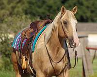 ranch-quarter-horse