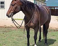 quarter-horse