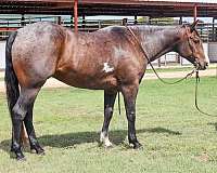 ranch-work-quarter-horse