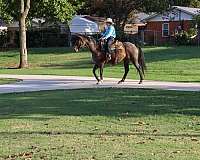 family-horse-quarter