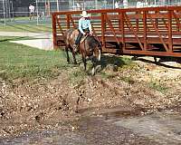 all-around-quarter-horse