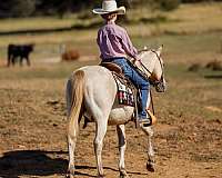 beginner-safe-quarter-horse