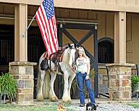 beginner-safe-gypsy-vanner-horse