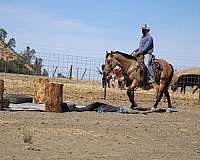 buckskin-rear-socks-horse