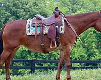 buckskin-rear-socks-horse