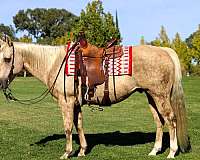 ranch-work-quarter-horse