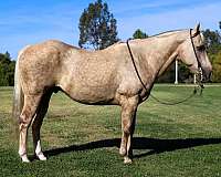 trail-quarter-horse