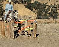 beginner-safe-quarter-horse