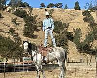 ranch-work-quarter-horse