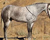 arena-work-quarter-horse