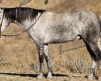 around-quarter-horse