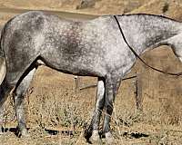 athletic-quarter-horse