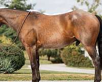 athletic-quarter-horse