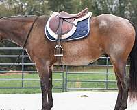 ridden-english-quarter-horse