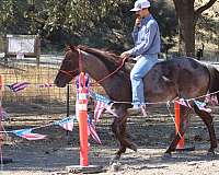 beginner-safe-quarter-horse