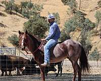 ranch-work-quarter-horse