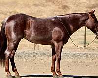 red-roan-none-horse