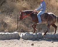 all-around-quarter-horse