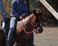 beginner-quarter-horse