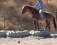 family-horse-quarter