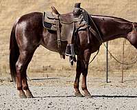 ranch-quarter-horse