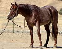 ranch-versatility-quarter-horse