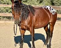 red-roan-none-horse