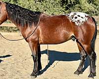 beginner-safe-quarter-horse