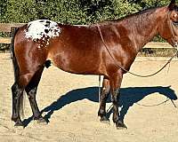 ranch-work-quarter-horse