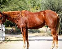 quarter-horse