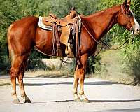 beginner-safe-quarter-horse