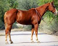 chestnut-blaze-horse