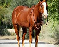 ranch-work-quarter-horse