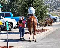 beginner-quarter-horse