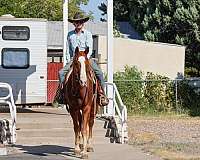 husband-safe-quarter-horse