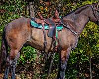 ranch-work-quarter-horse